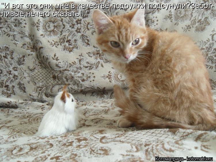 "И вот это они мне в качестве подружки подсунули?Забот- ливые,нечего сказать!.."... Котоматрица: "И вот это они мне в качестве подружки подсунули?Забот- ливые,нечего сказать!.."