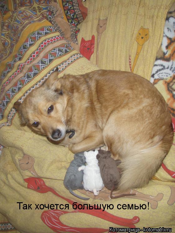 Так хочется большую семью! Так хочется большую семью!... Котоматрица: Так хочется большую семью! Так хочется большую семью!