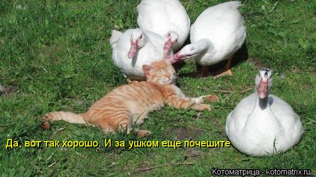 Котоматрица: Да, вот так хорошо. И за ушком еще почешите