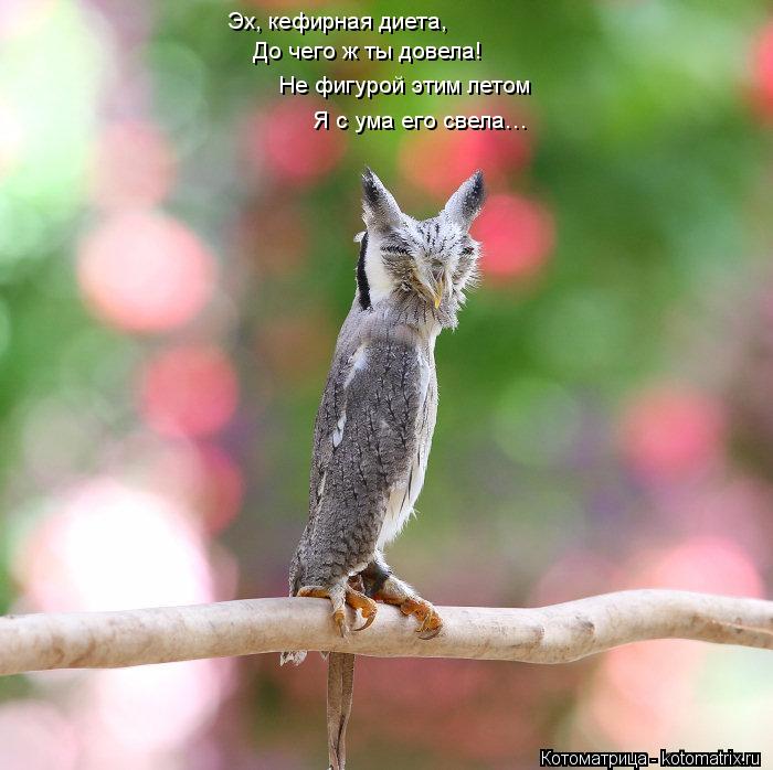 Эх, кефирная диета, До чего ж ты довела! Не фигурой этим летом Я с ума его свела…... Котоматрица: Эх, кефирная диета, До чего ж ты довела! Не фигурой этим летом Я с ума его свела…