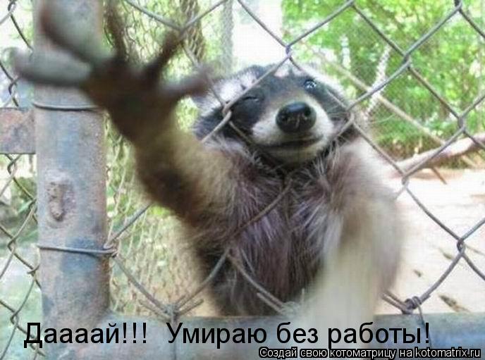 Даааай!!! Умираю без работы!... Котоматрица: Даааай!!! Умираю без работы!