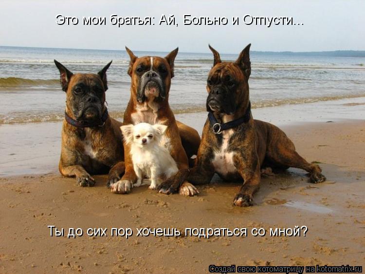 Это мои братья: Ай, Больно и Отпусти... Ты до сих пор хочешь подраться со мной?... Котоматрица: Это мои братья: Ай, Больно и Отпусти... Ты до сих пор хочешь подраться со мной?