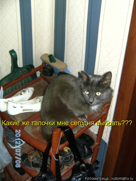 Какие же тапочки мне сегодня выбрать???... Котоматрица: Какие же тапочки мне сегодня выбрать???