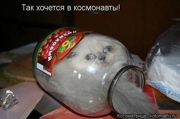 Котоматрица: Так хочется в космонавты!