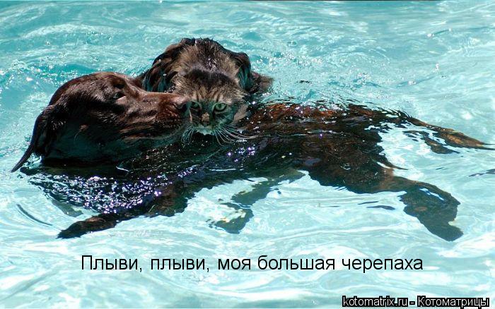 Плыви, плыви, моя большая черепаха... Котоматрица: Плыви, плыви, моя большая черепаха