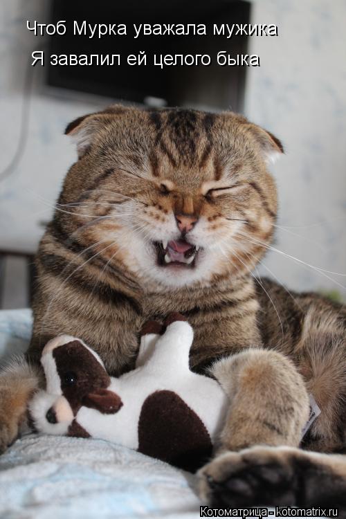 Котоматрица: Чтоб Мурка уважала мужика Я завалил ей целого быка