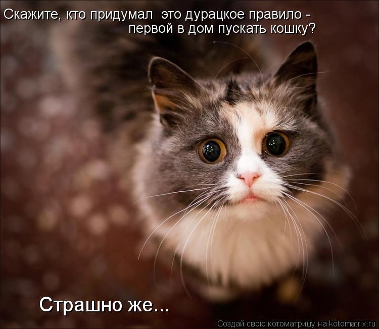 Скажите, кто придумал это дурацкое правило - первой в дом пускать кошку? Страшно же...... Котоматрица: Скажите, кто придумал это дурацкое правило - первой в дом пускать кошку? Страшно же...
