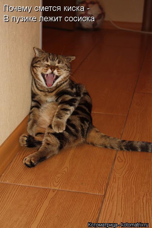 Котоматрица: Почему смется киска -  В пузике лежит сосиска