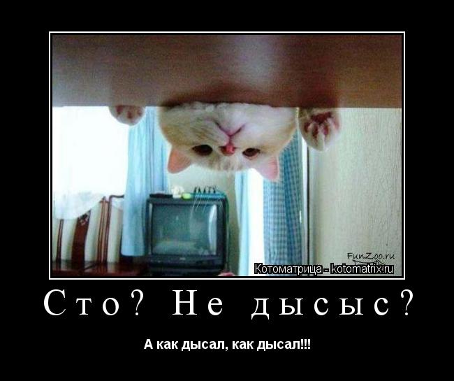 Сто? Не дысыс? А как дысал, как дысал!!!... Котоматрица: Сто? Не дысыс? А как дысал, как дысал!!!
