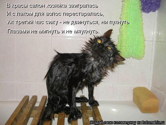 Котоматрица: В красы салон хозяйка заигралась И с лаком для волос перестаралась, Уж третий час сижу - не двинуться, ни пукнуть Глазами не мигнуть и не мяу