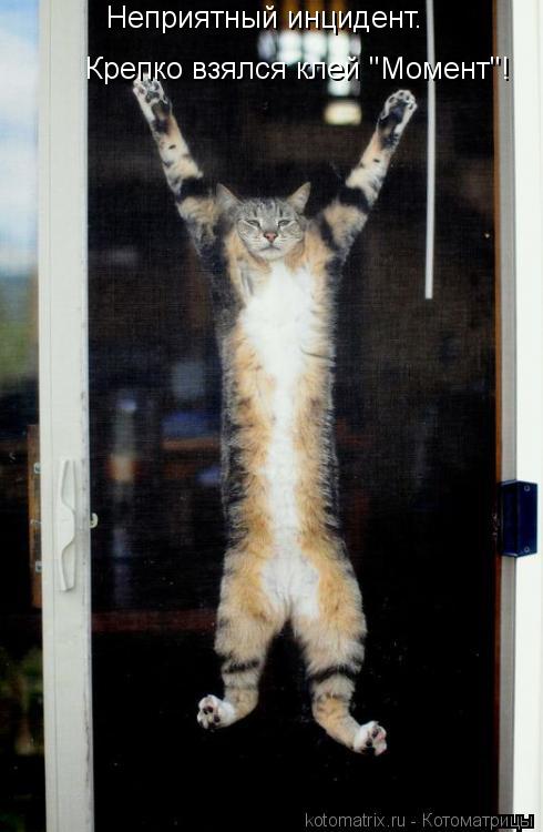 Котоматрица: Неприятный инцидент. Крепко взялся клей "Момент"!