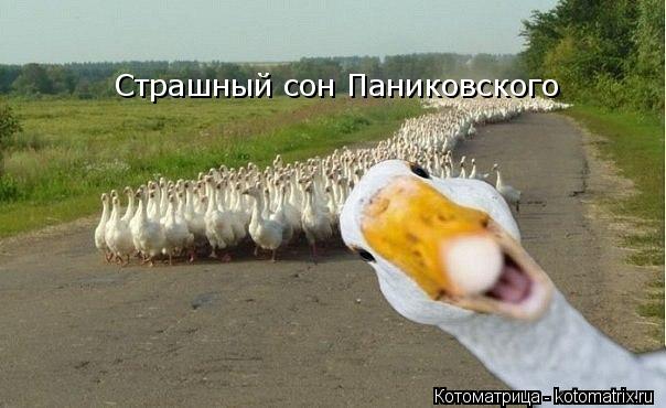 Страшный сон Паниковского... Котоматрица: Страшный сон Паниковского