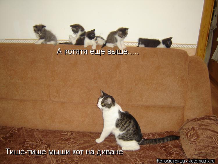 Котоматрица: А котятя еще выше..... Тише-тише мыши кот на диване