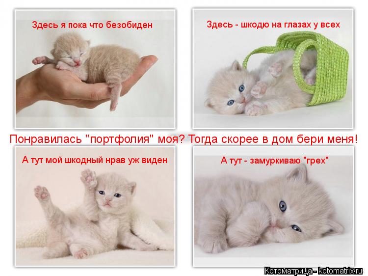 Здесь я пока что безобиден А тут мой шкодный нрав уж виден Здесь - шкодю на глазах у всех А тут - зам... Котоматрица: Здесь я пока что безобиден А тут мой шкодный нрав уж виден Здесь - шкодю на глазах у всех А тут - замуркиваю "грех" Понравилась "портфолия" моя