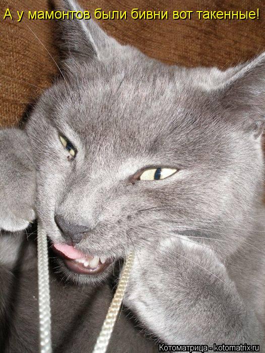 Котоматрица: А у мамонтов были бивни вот такенные!