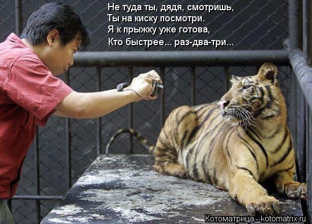 Котоматрица: Не туда ты, дядя, смотришь, Ты на киску посмотри. Я к прыжку уже готова, Кто быстрее... раз-два-три...