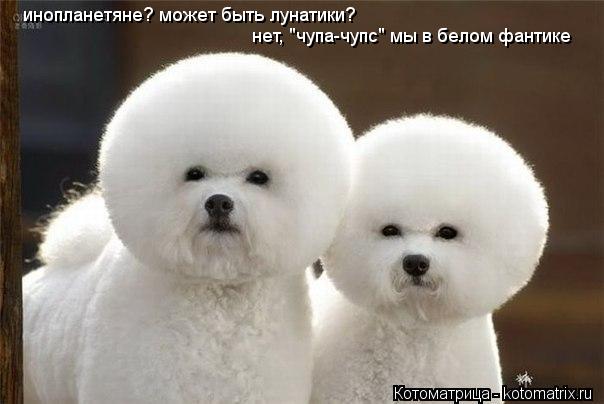 Котоматрица: инопланетяне? может быть лунатики? нет, "чупа-чупс" мы в белом фантике