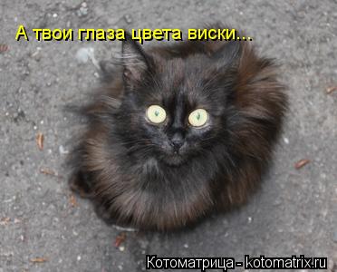 Котоматрица: А твои глаза цвета виски...