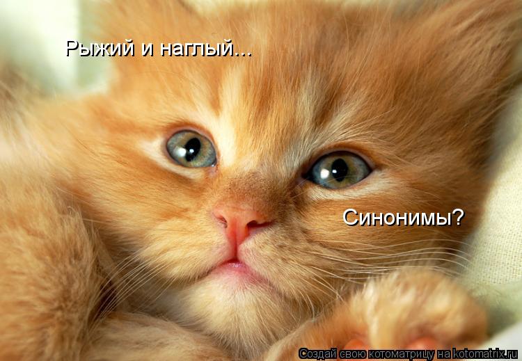 Синонимы? Рыжий и наглый...... Котоматрица: Синонимы? Рыжий и наглый...