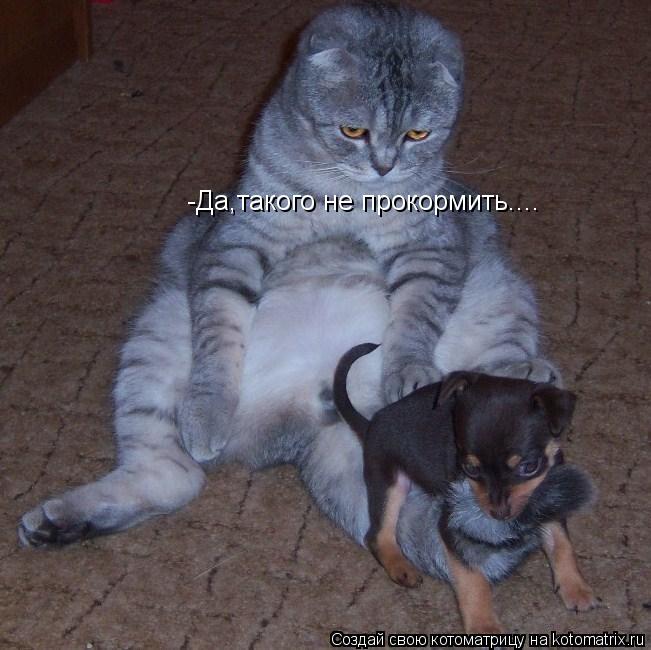 Котоматрица: -Да,такого не прокормить....