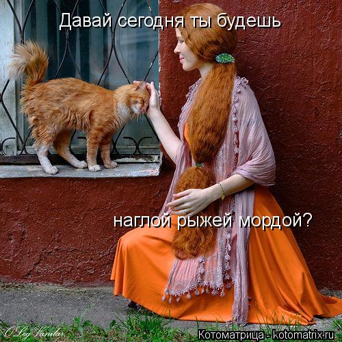 Давай сегодня ты будешь наглой рыжей мордой?... Котоматрица: Давай сегодня ты будешь наглой рыжей мордой?