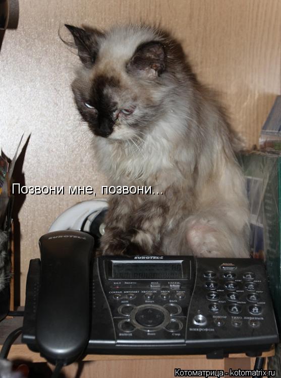 Позвони мне, позвони...... Котоматрица: Позвони мне, позвони...