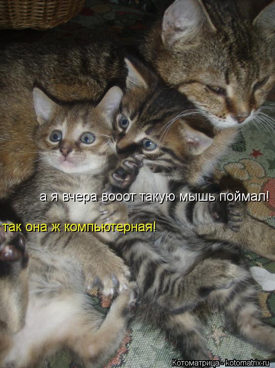 а я вчера вооот такую мышь поймал! так она ж компьютерная!... Котоматрица: а я вчера вооот такую мышь поймал! так она ж компьютерная!
