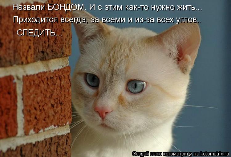 Приходится всегда, за всеми и из-за всех углов.. СЛЕДИТЬ... Назвали БОНДОМ. И с этим как-то нужно жит... Котоматрица: Приходится всегда, за всеми и из-за всех углов.. СЛЕДИТЬ... Назвали БОНДОМ. И с этим как-то нужно жить...
