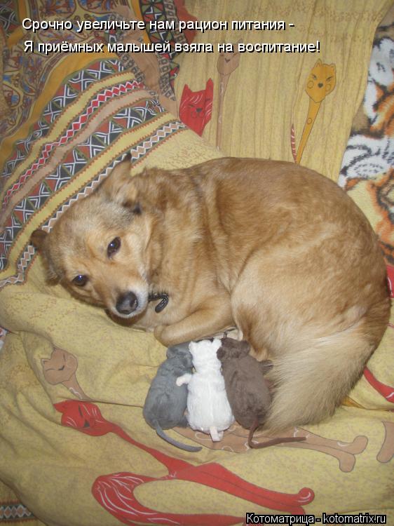 Котоматрица: Я приёмных малышей взяла на воспитание! Срочно увеличьте нам рацион питания -