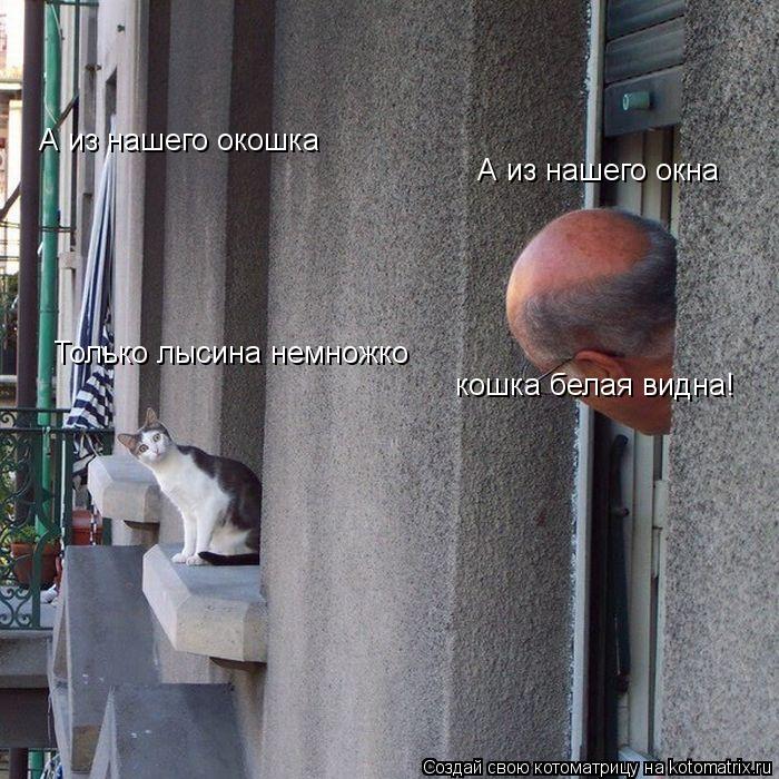 А из нашего окна кошка белая видна! А из нашего окошка Только лысина немножко... Котоматрица: А из нашего окна кошка белая видна! А из нашего окошка Только лысина немножко