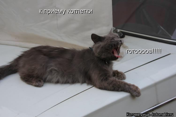 Котоматрица: к приему котлетки готоооов!!!!!