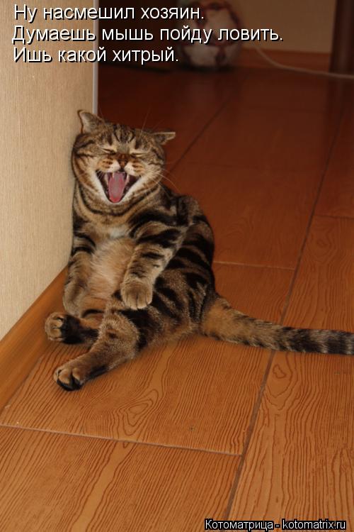 Котоматрица: Ну насмешил хозяин. Думаешь мышь пойду ловить. Ишь какой хитрый.