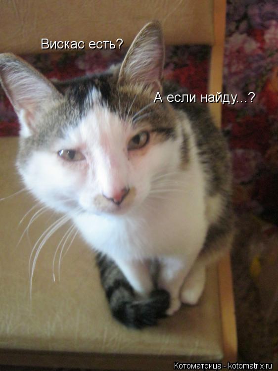 Вискас есть? А если найду...?... Котоматрица: Вискас есть? А если найду...?