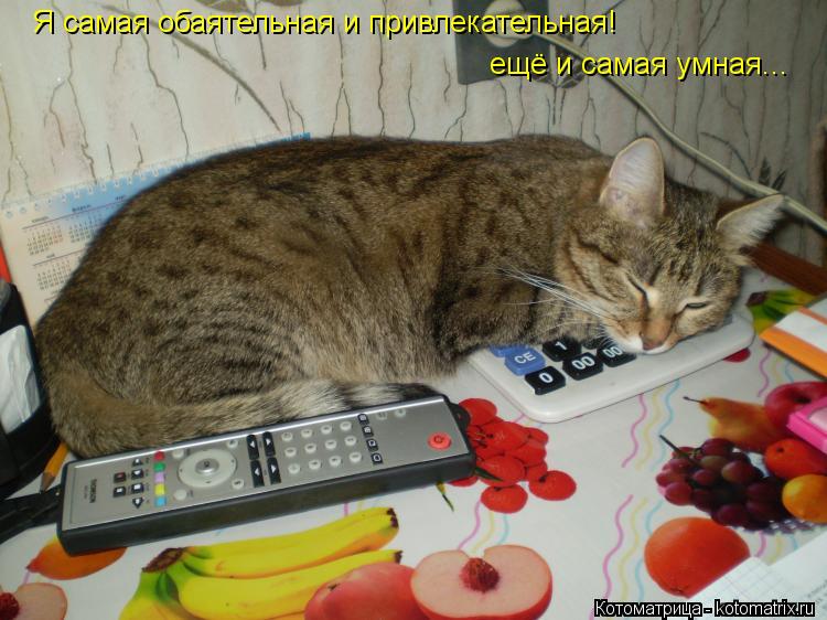 Я самая обаятельная и привлекательная! ещё и самая умная...... Котоматрица: Я самая обаятельная и привлекательная! ещё и самая умная...