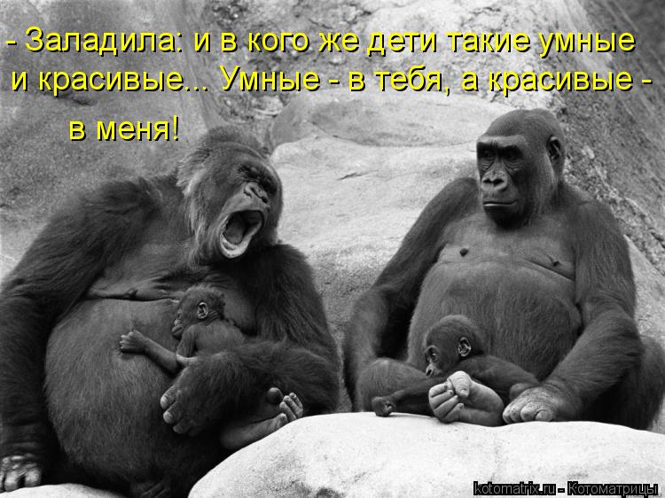 Котоматрица: - Заладила: и в кого же дети такие умные  и красивые... Умные - в тебя, а красивые -  в меня!