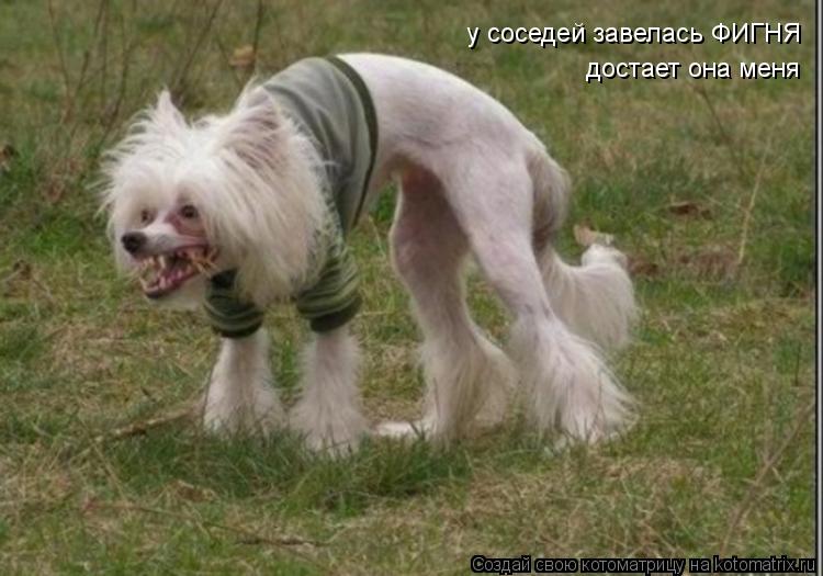 Котоматрица: у соседей завелась ФИГНЯ достает она меня