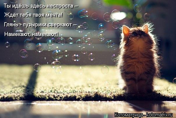 Котоматрица: Ты идёшь здесь неспроста – Ждёт тебя твоя мечта! Глянь - пузырики сверкают – Намекают, намекают!
