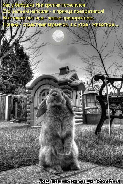 Котоматрица: Ночью - страстный мужичок, а с утра - животное... Вот такое вот оно - зелье приворотное: Его зельем напоили - в принца превратился! Как у бабушки
