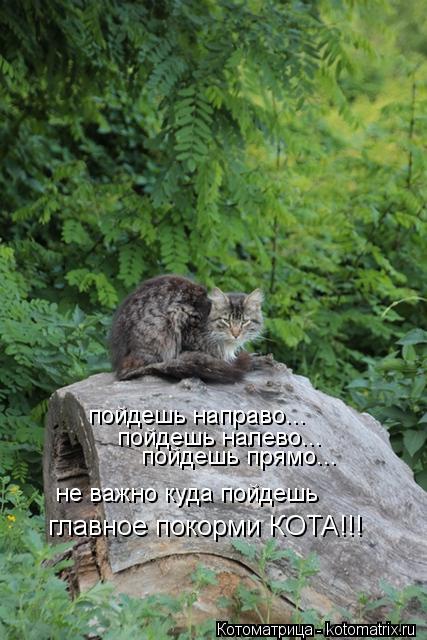 Котоматрица: пойдешь направо... пойдешь налево... пойдешь прямо... не важно куда пойдешь главное покорми КОТА!!!