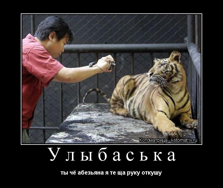 Улыбаська ты чё абезьяна я те ща руку откушу... Котоматрица: Улыбаська ты чё абезьяна я те ща руку откушу