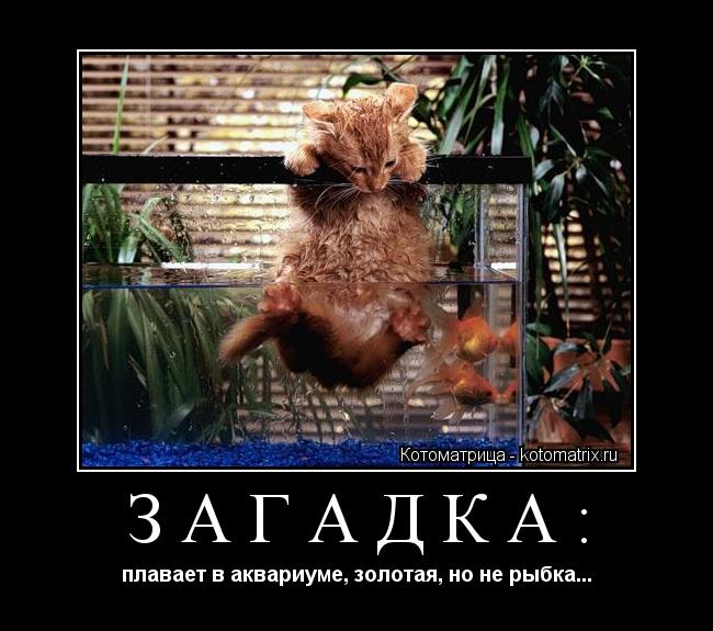 Котоматрица: ЗАГАДКА: плавает в аквариуме, золотая, но не рыбка...