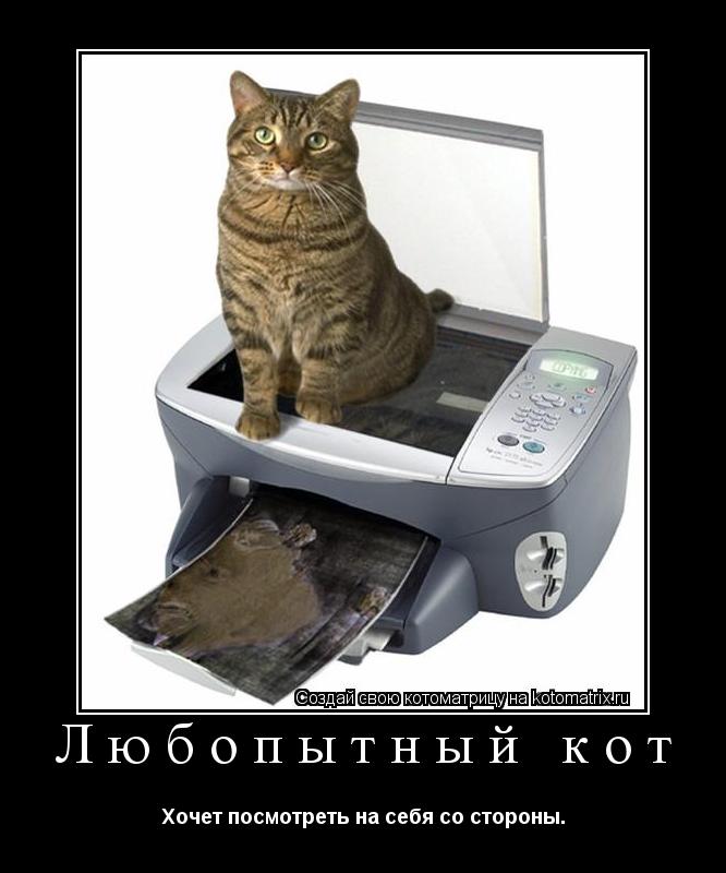 Котоматрица: Любопытный кот Хочет посмотреть на себя со стороны.