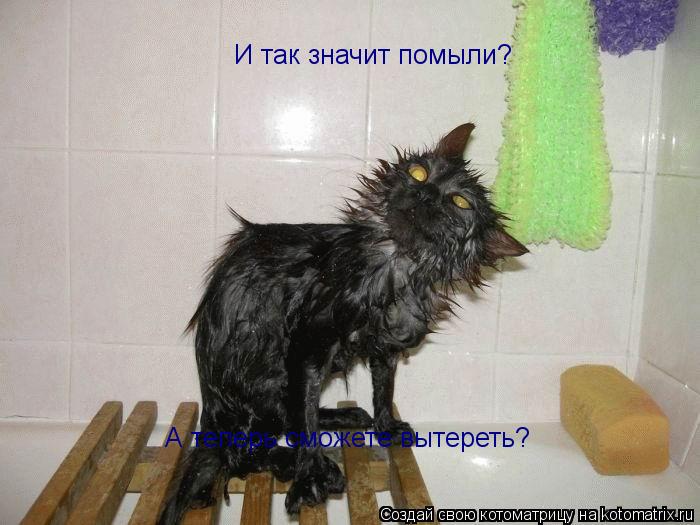 И так значит помыли? И так значит помыли? А теперь сможете вытереть?... Котоматрица: И так значит помыли? И так значит помыли? А теперь сможете вытереть?