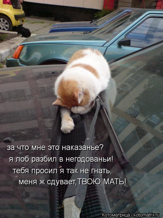 Котоматрица: за что мне это наказанье? я лоб разбил в негодованьи! тебя просил я так не гнать, меня ж сдувает,ТВОЮ МАТЬ!