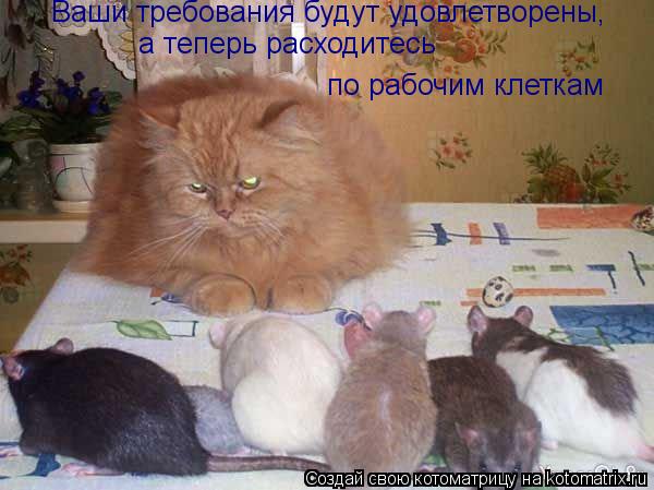Котоматрица: Ваши требования будут удовлетворены, а теперь расходитесь по рабочим клеткам