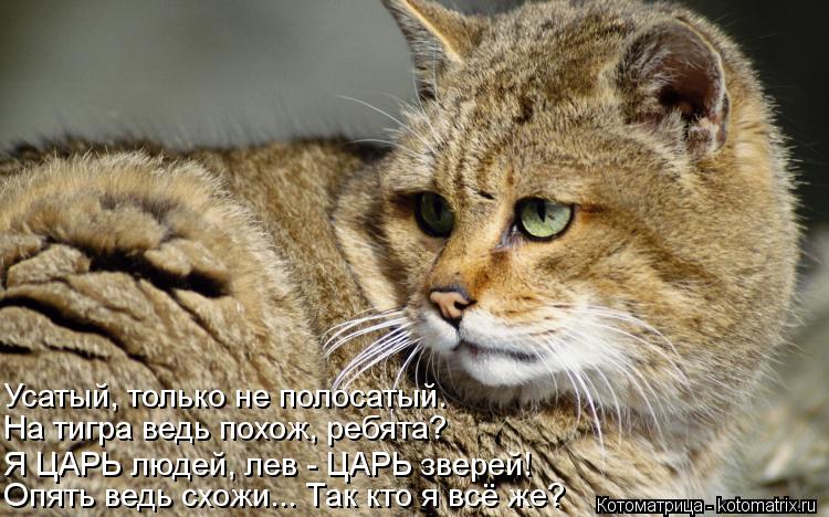 Котоматрица: Опять ведь схожи... Так кто я всё же? Я ЦАРЬ людей, лев - ЦАРЬ зверей! На тигра ведь похож, ребята? Усатый, только не полосатый.