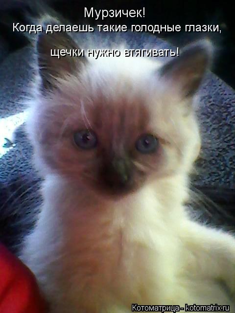 Котоматрица: Мурзичек! Когда делаешь такие голодные глазки, щечки нужно втягивать!