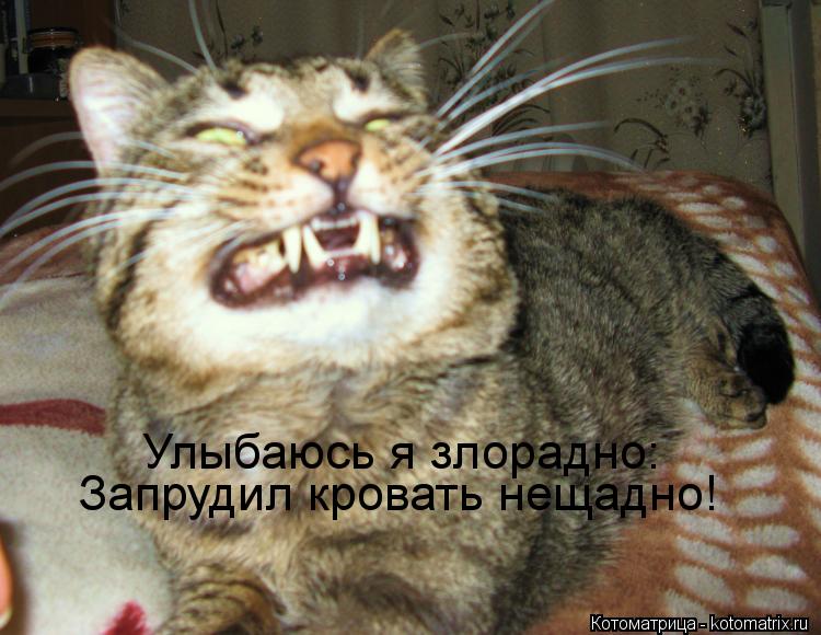 Улыбаюсь я злорадно: Запрудил кровать нещадно!... Котоматрица: Улыбаюсь я злорадно: Запрудил кровать нещадно!