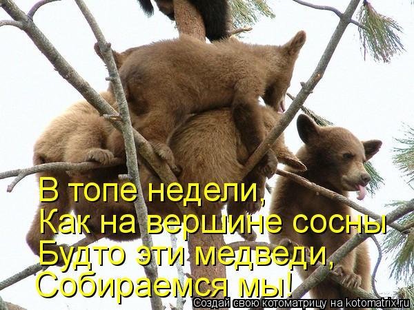 Котоматрица: В топе недели, Как на вершине сосны Будто эти медведи, Собираемся мы!