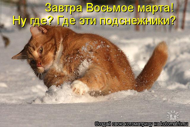 Котоматрица: Завтра Восьмое марта! Ну где? Где эти подснежники?